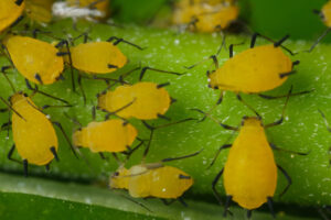 Plant vermin. Yellow aphids suck the sap from a leaf. Stock photos. - MyVideoimage.com | Foto stock & Video footage