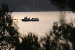 Plants overlooking the sea. Ship in the sea of La Spezia, Liguria. Near the Cinque Terre. - MyVideoimage.com | Foto stock & Video footage