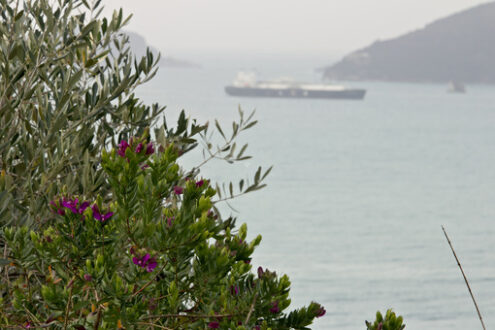 Polygala Mirtifolia. Garden on the sea of the Gulf of La Spezia - MyVideoimage.com | Foto stock & Video footage