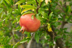 Pomegranate fruits. Red ripe organic pomegranate fruits on the plant. - MyVideoimage.com | Foto stock & Video footage