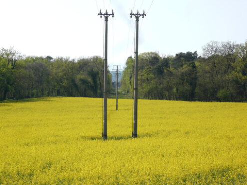 Power line in rapeseed fiel used to produce energy from biodiesel - MyVideoimage.com