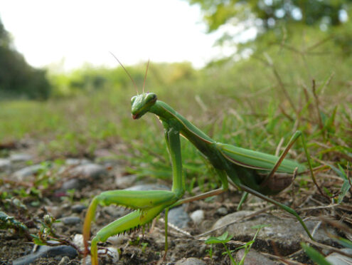 Praying mantis in the foreground resting on a green lawn. - MyVideoimage.com