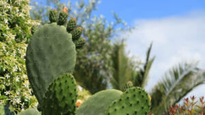 Prickly pear flowers in a Mediterranean garden. - MyVideoimage.com | Foto stock & Video footage