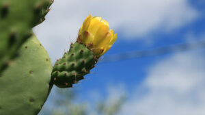 Prickly pear flowers in a Mediterranean garden. Foto di fiori - LEphotoart.com