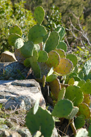 Prickly pear plants in the Cinque Terre in Liguria. Mediterranean vegetation. - MyVideoimage.com | Foto stock & Video footage