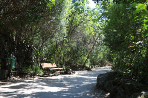 Public park in Ischia. The vegetation on the island is very vari - MyVideoimage.com