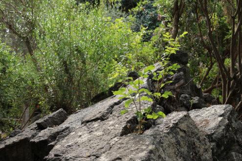 Public park in Ischia. The vegetation on the island is very varied and luxuriant. - MyVideoimage.com