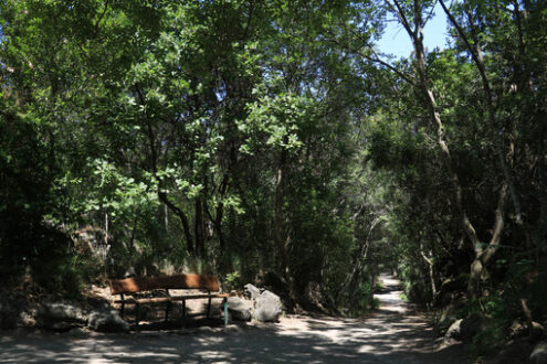 Public park in Ischia. The vegetation on the island is very varied and luxuriant. Foto Ischia photos.