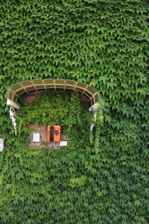 Public telephone. Orange wall-mounted public telephone set protected by a canopy. Wall covered with leaves of a Canadian climbing vine. - MyVideoimage.com | Foto stock & Video footage