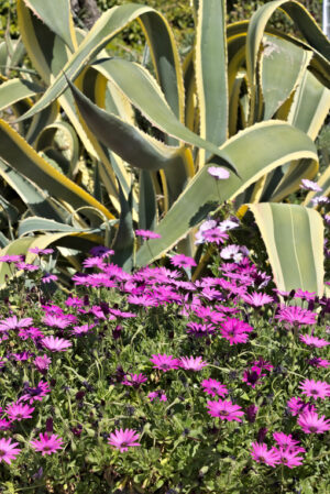 Purple daisies. African daisy and agave. - MyVideoimage.com | Foto stock & Video footage