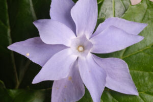 Purple flower. Double purple periwinkle flower. Stock photos. - MyVideoimage.com | Foto stock & Video footage