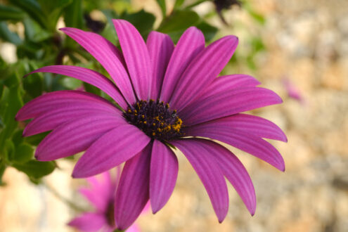 Purple flower. Macro photo of African daisy (Dimorphotheca pluvialis). Purple flower. - MyVideoimage.com | Foto stock & Video footage