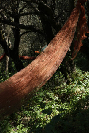 Raccolta olive. Nets for olive harvesting in a cultivation of plants in Liguria. - MyVideoimage.com | Foto stock & Video footage