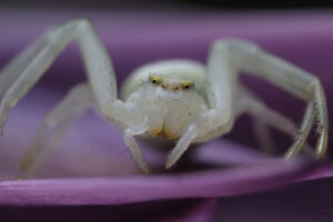 Ragno bianco. Beautiful white spider on a purple flower. Foto stock royalty free. - MyVideoimage.com | Foto stock & Video footage