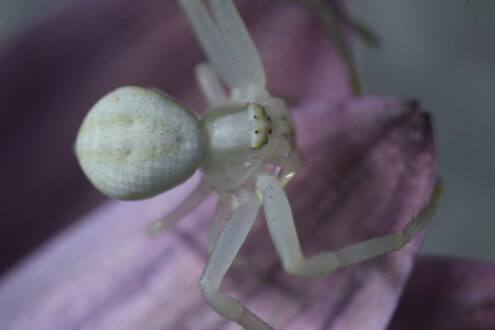 Ragno bianco. Beautiful white spider on a purple flower. Foto stock royalty free. - MyVideoimage.com | Foto stock & Video footage