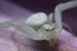 Ragno su fiore. Beautiful white spider on a purple flower. Foto stock royalty free. - MyVideoimage.com | Foto stock & Video footage