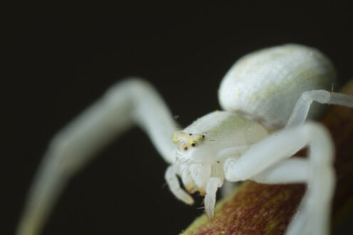 Ragno su foglia. White spider on the petiole of a leaf. Foto stock royalty free. - MyVideoimage.com | Foto stock & Video footage