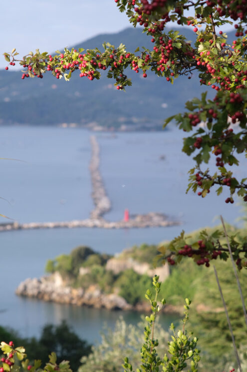 Red berries. Branch of a bush with red berries. In the background the sea and the hill of Portovenere near the Cinque Terre, La Spezia. - MyVideoimage.com | Foto stock & Video footage