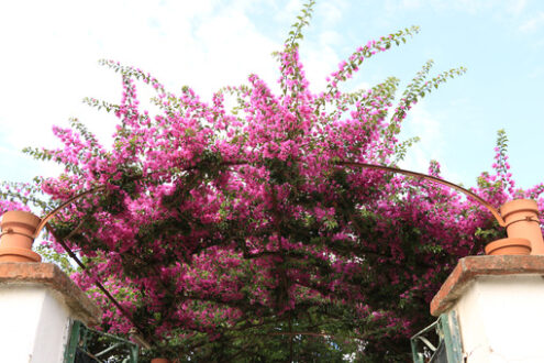 Red bougainvillea flowers. - MyVideoimage.com