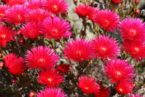 Red flowers. Red flowers of succulent plant in the Cinque Terre park. - MyVideoimage.com | Foto stock & Video footage