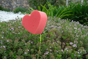 Red heart. Red heart in foam in the shape of a flower. Garden with blooming thyme with a heart symbolizing love. - MyVideoimage.com | Foto stock & Video footage