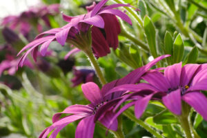 Red petals. Macro Photo of African daisy. - MyVideoimage.com | Foto stock & Video footage