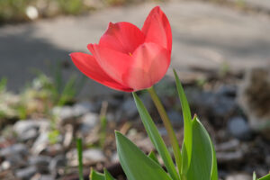 Red tulip flower. Beautiful red tulip in spring bloom. Macro of a plant. Photo stock royalty free. Photos flowers. Foto e immagini di fiori. - MyVideoimage.com | Foto stock & Video footage