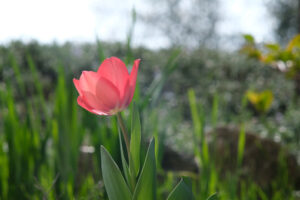 Red tulip in spring bloom. Macro of a plant. - MyVideoimage.com | Foto stock & Video footage