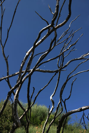 Remains of a fire. Shrubs burned by the fire in the Cinque Terre. Remains of a fire on the coast of Liguria. Province of La Spezia. - MyVideoimage.com | Foto stock & Video footage