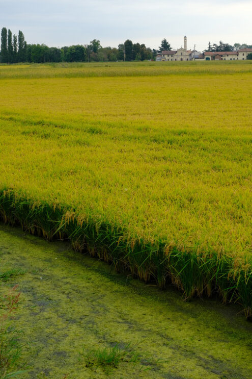 Rice cultivation. Paddy field in Piedmont.  Stock photos. - MyVideoimage.com | Foto stock & Video footage