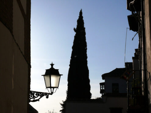 Road with cypress and lamppost. - MyVideoimage.com