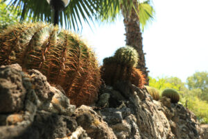 Rock garden with succulents in an island of the Mediterranean sea. - MyVideoimage.com