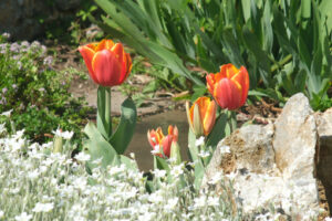 Rock garden with tulip. Orange tulip flowers in a rock garden. Beautiful spring bloom with thyme. - MyVideoimage.com | Foto stock & Video footage