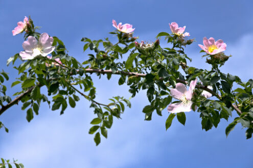 Rosa Canina. Branch of flowery “Rosa Canina”  photographed in the Cinque Terre. Stock foto royalty free. Photos flowers. - MyVideoimage.com | Foto stock & Video footage