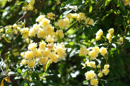 Rosa banksiae flowers. Yellow flowers of rosa banksiae move in the wind. - MyVideoimage.com | Foto stock & Video footage