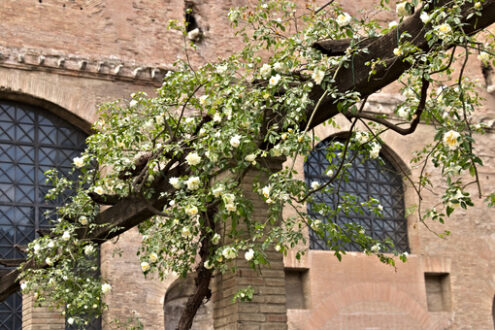 Rosa rampicante. Pergolato con rose bianche rampicanti. Roma foto - MyVideoimage.com | Foto stock & Video footage