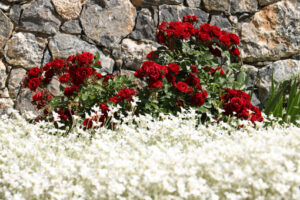 Rose rosse in giardino mediterraneo. Bush of red roses in front of a white-flowered cerastium meadow. In the background stone wall in a Mediterranean garden of Liguria. - MyVideoimage.com | Foto stock & Video footage