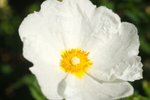 Rose spiegazzate. Macro con fiori bianchi di cisto in un giardino ligure. - MyVideoimage.com | Foto stock & Video footage