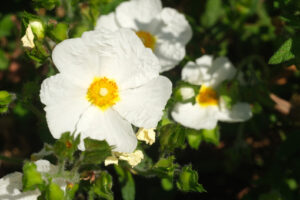 Roselline bianche. Fioritura di rose tipiche del clima mediterraneo con petali sgualciti. - MyVideoimage.com | Foto stock & Video footage