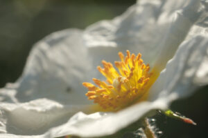 Roselline selvatiche di Cisto. Macro con fiori bianchi cisto in un giardino ligure. - MyVideoimage.com | Foto stock & Video footage