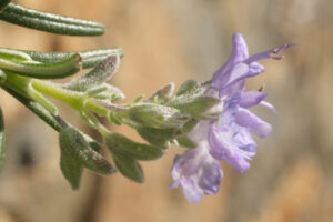 Rosemary flower. Sprig of rosemary with purple flower. Macro  of spring flowering. Immagini fiori - MyVideoimage.com | Foto stock & Video footage