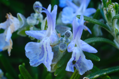 Rosemary flowers. Blue flower of rosemary plant in spring. Macro. - MyVideoimage.com | Foto stock & Video footage