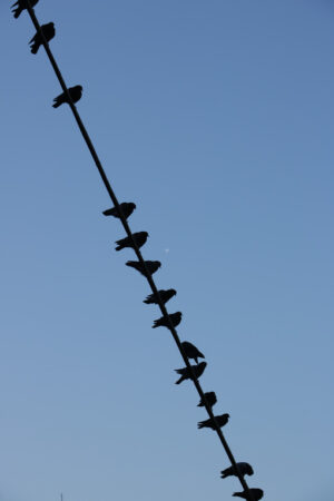 Row of birds laid on an electric cable with blue sky. - MyVideoimage.com | Foto stock & Video footage