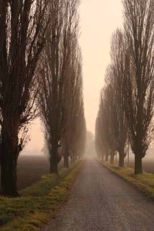 Row of poplar trees at sunset shrouded in fog in the Po Valley in Lombardy. - MyVideoimage.com