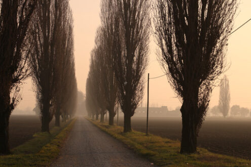 Row of poplar trees at sunset shrouded in fog in the Po Valley in Lombardy. - MyVideoimage.com