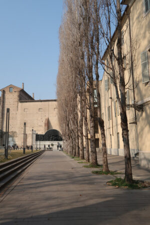 Row of poplar trees in Piazza della Pace in Parma, background with monument to Giuseppe Verdi. - MyVideoimage.com