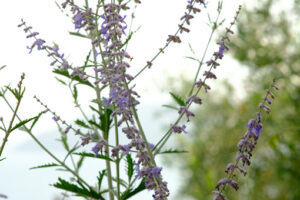 Sage flower. Sage flowers against the backdrop of the Ligurian sea. Stock photos. - MyVideoimage.com | Foto stock & Video footage