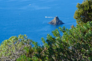 Scoglio Ferale nel mare delle Cinque Terre in Liguria. Cespugli di euforbia, piante di macchia mediterranea. - MyVideoimage.com | Foto stock & Video footage