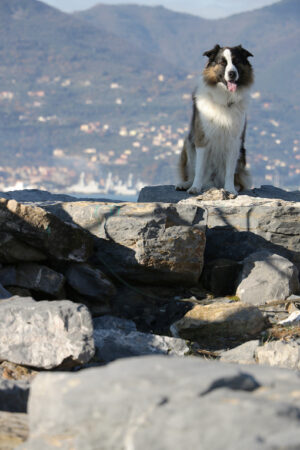 Scottish shepherd dog or Scotch Collie with the background of the sea. Foto animali. Animal photos. Cane