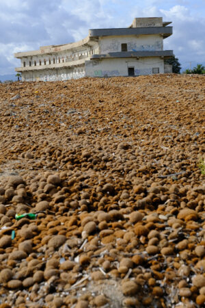 Sea debris. Heap of sea balls or neptune balls. Stock photos. - MyVideoimage.com | Foto stock & Video footage